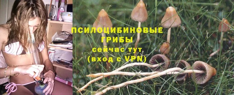 Галлюциногенные грибы MAGIC MUSHROOMS  Богучар 